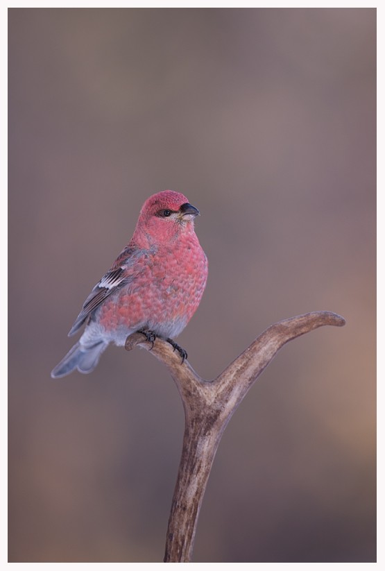 Grosbeak-2-blog.jpg Grosbeak-2-blog.jpg