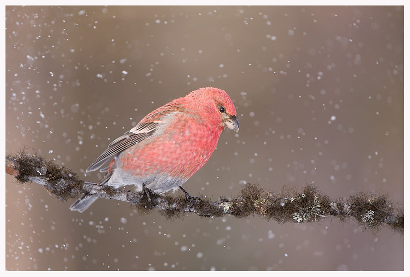 Grosbeak-blog.jpg Grosbeak-blog.jpg