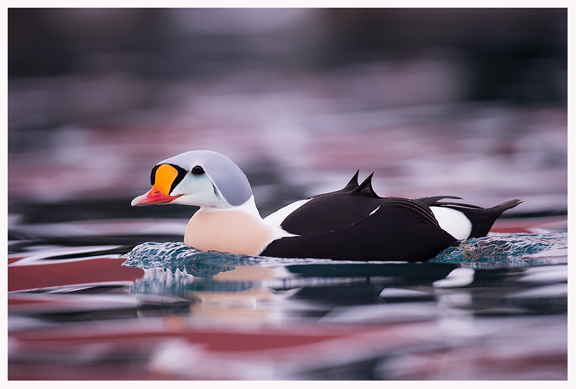 King-Eider-side-view-blog.jpg King-Eider-side-view-blog.jpg