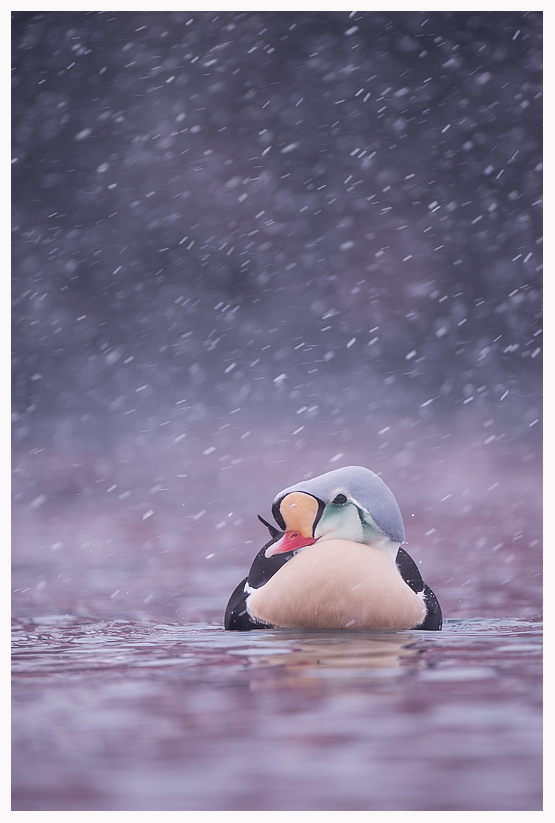 King-eider-3-blog.jpg King-eider-3-blog.jpg