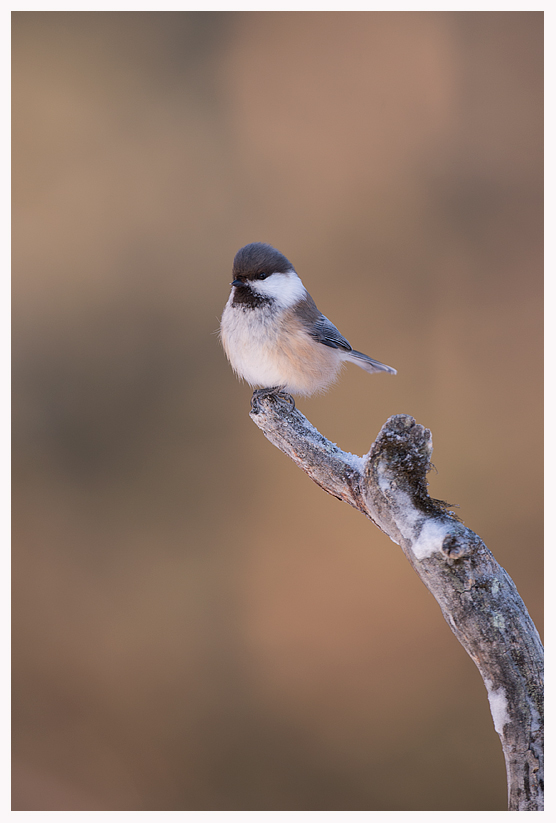Siberian-Tit-blog.jpg Siberian-Tit-blog.jpg