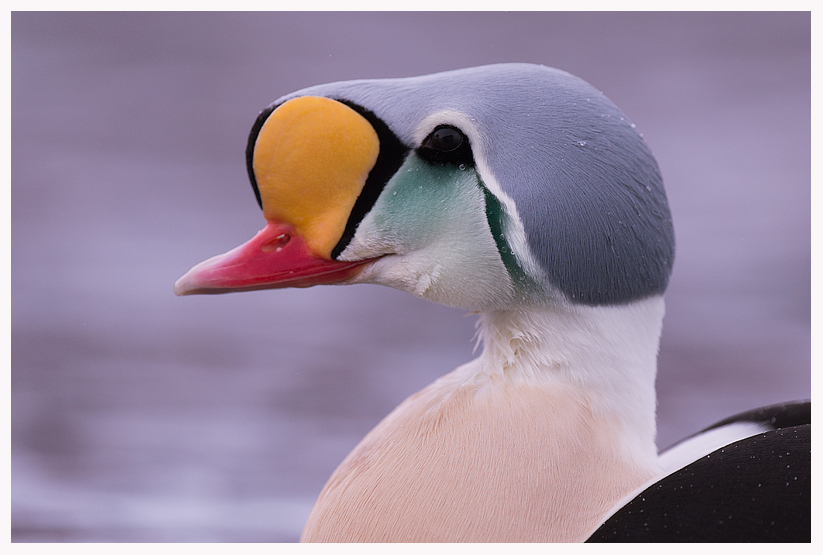 king-eider-7-blog.jpg king-eider-7-blog.jpg