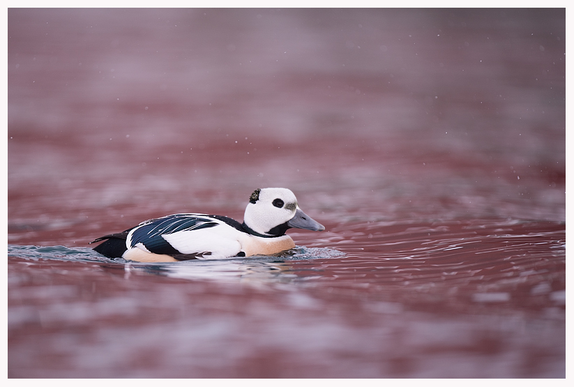 stellers-eider-blog.jpg stellers-eider-blog.jpg